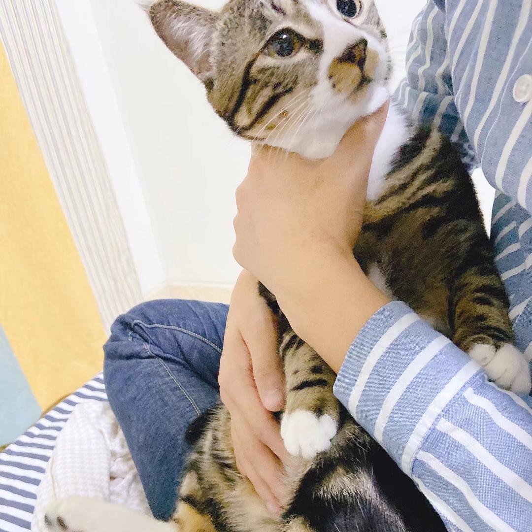 小狼
