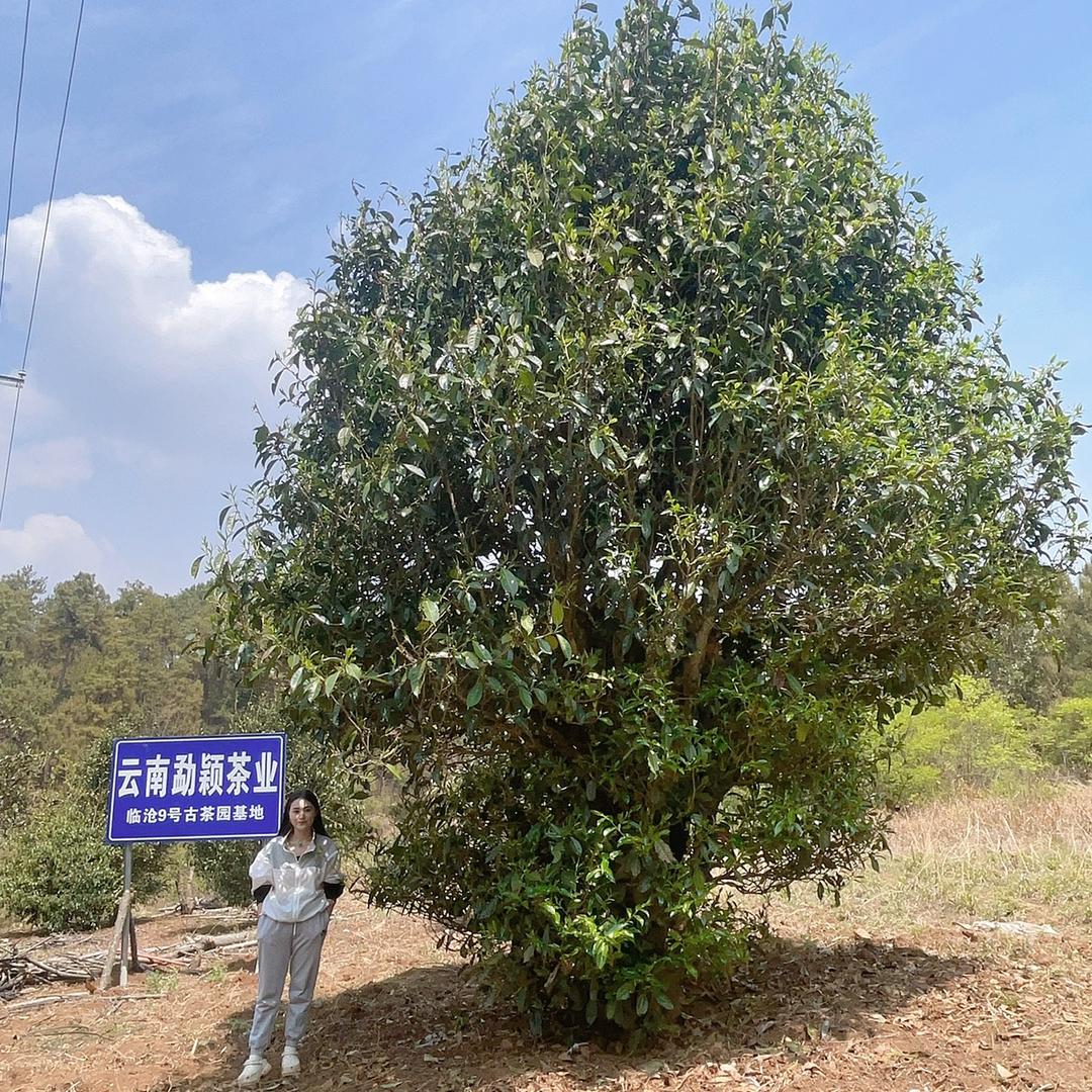 勐颖茶业