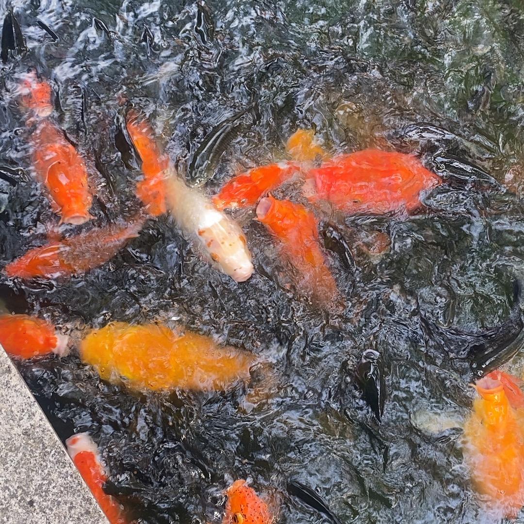 直播清唱