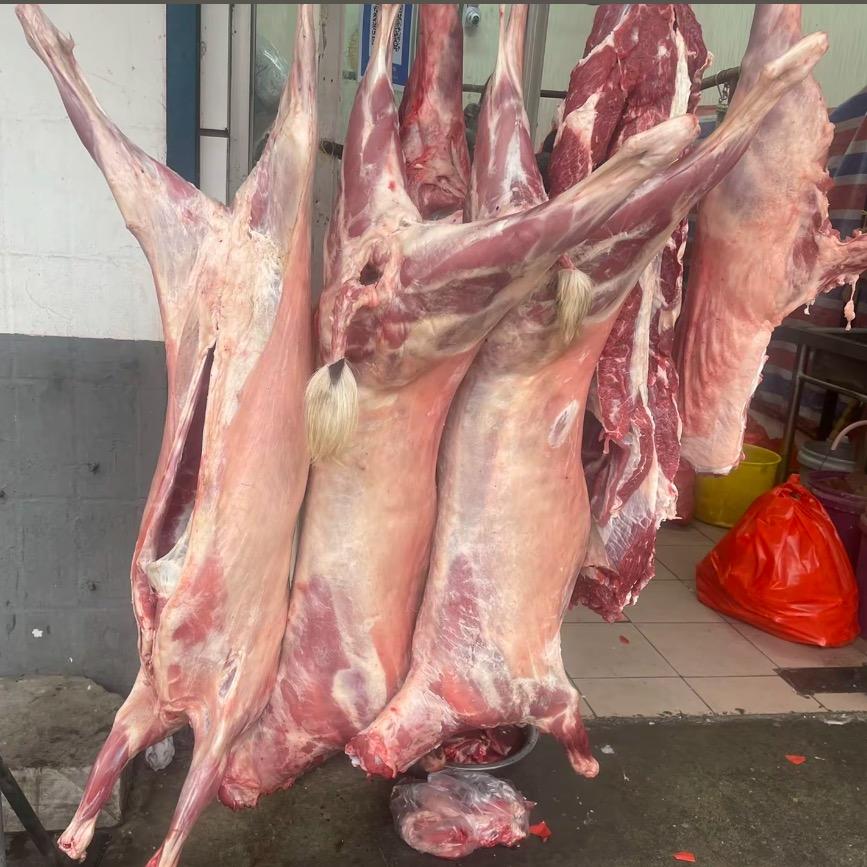 全羊批发厂家直销～豪羊气🐐