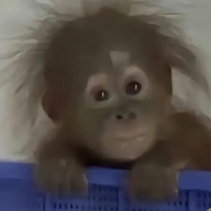 吗喽爱吃麻辣烫