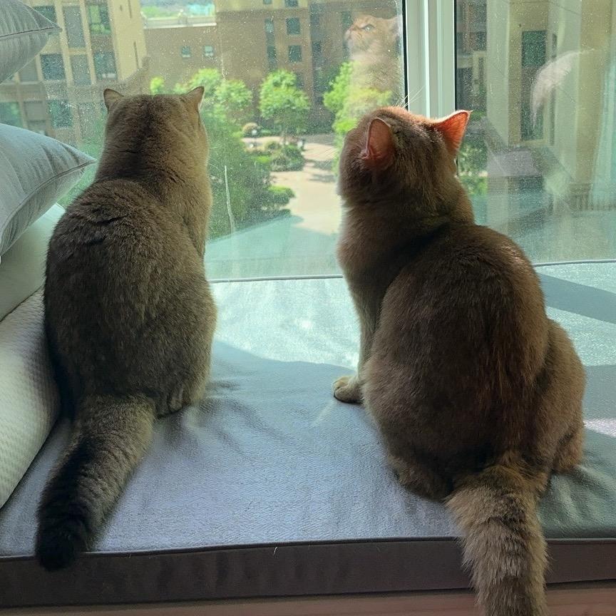 毛猫儿宠物小铺