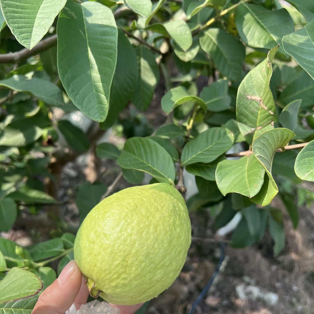 一花一果水果店