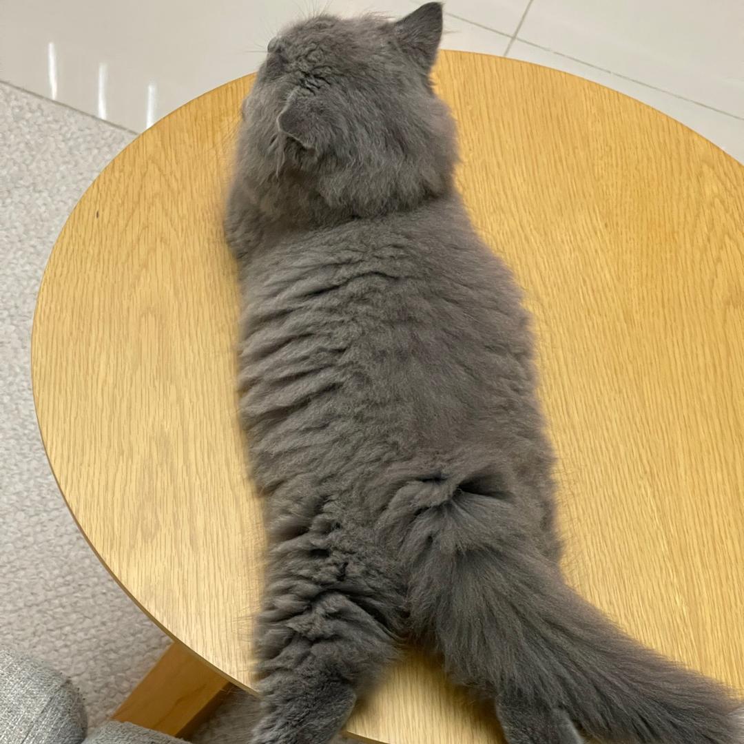 米卡米卡吃饭不卡