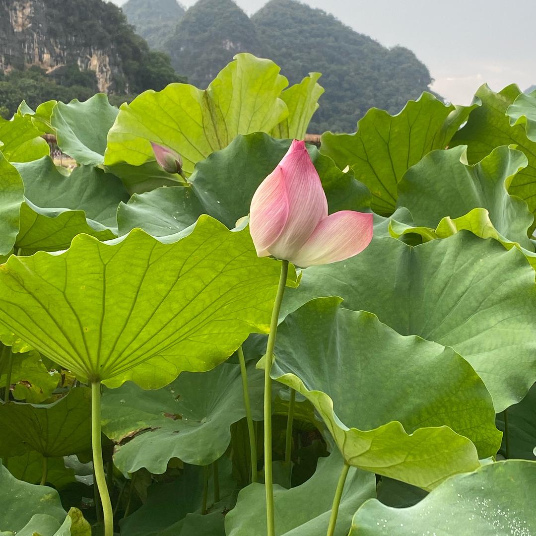 南杰翡翠供货