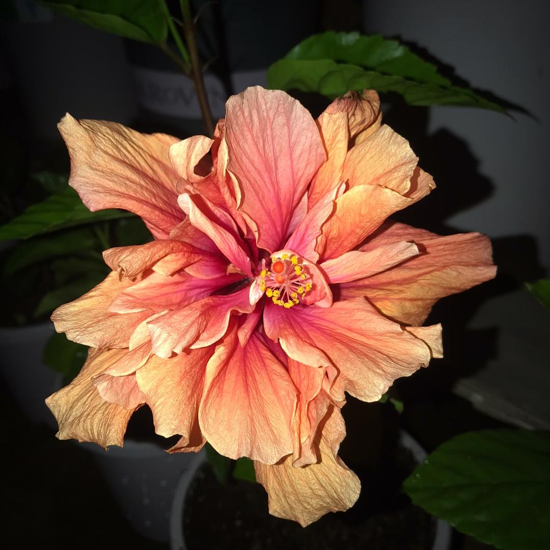 湫湫的花花