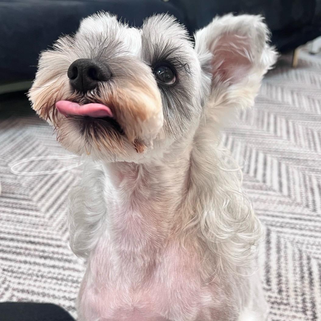 Amelia