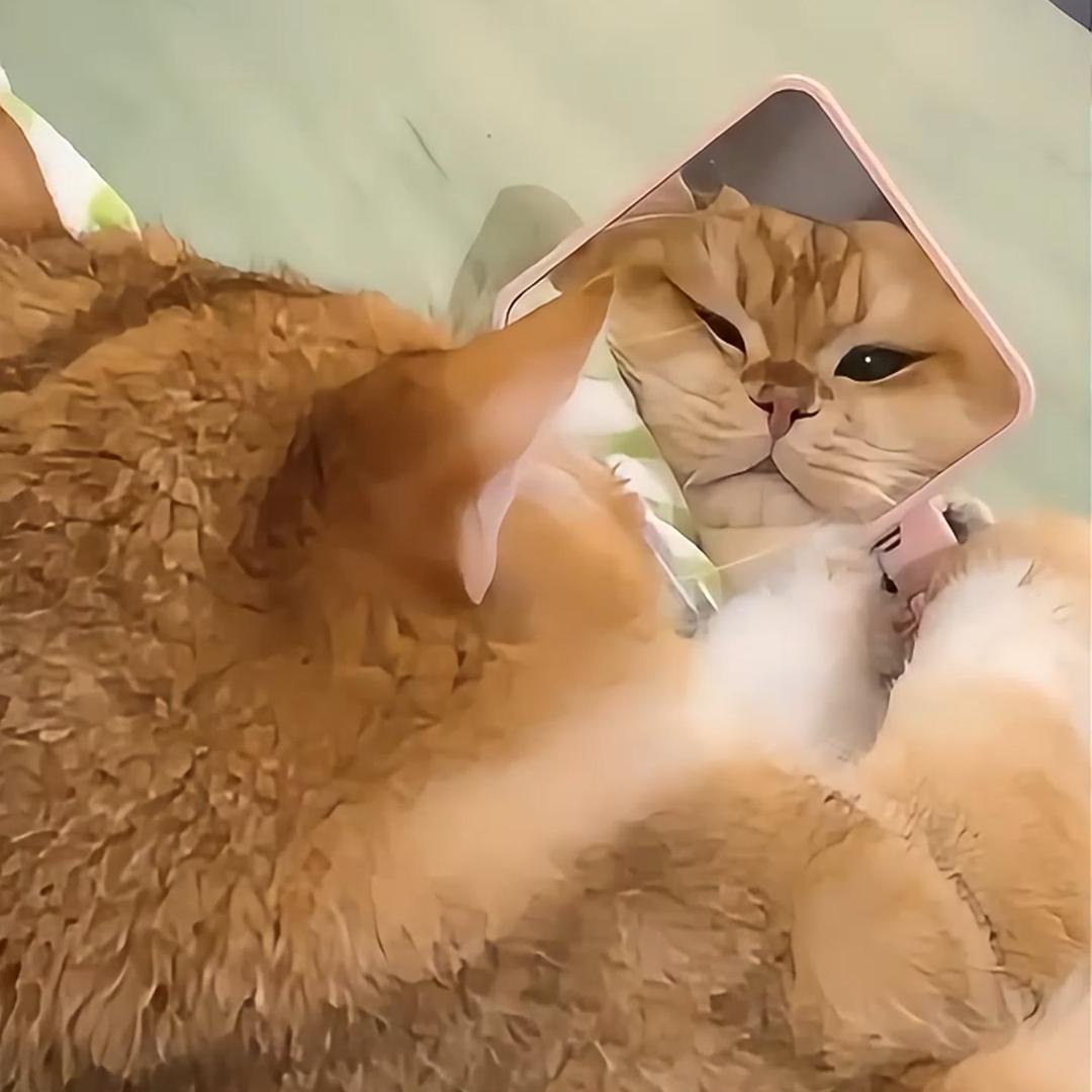 昆明米小乐宠物店