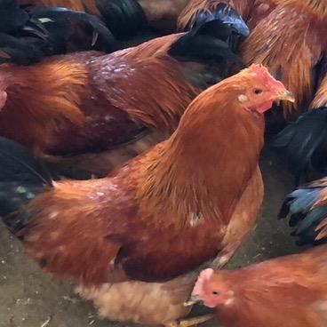 双宇(鸡鸭鹅同城免运费配送）