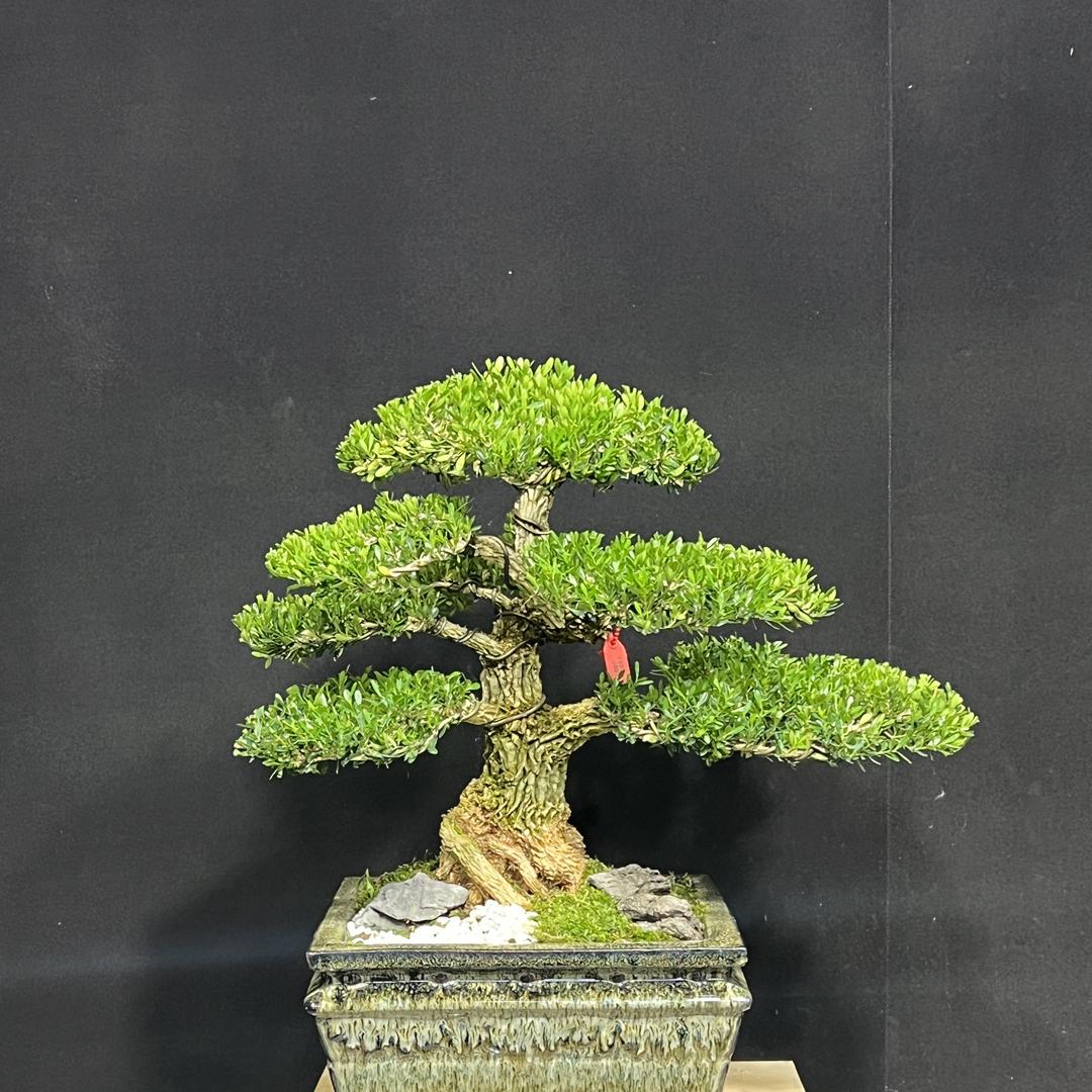 晓龙花卉坊