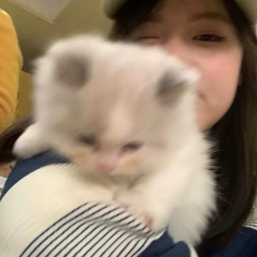 猫猫不在了
