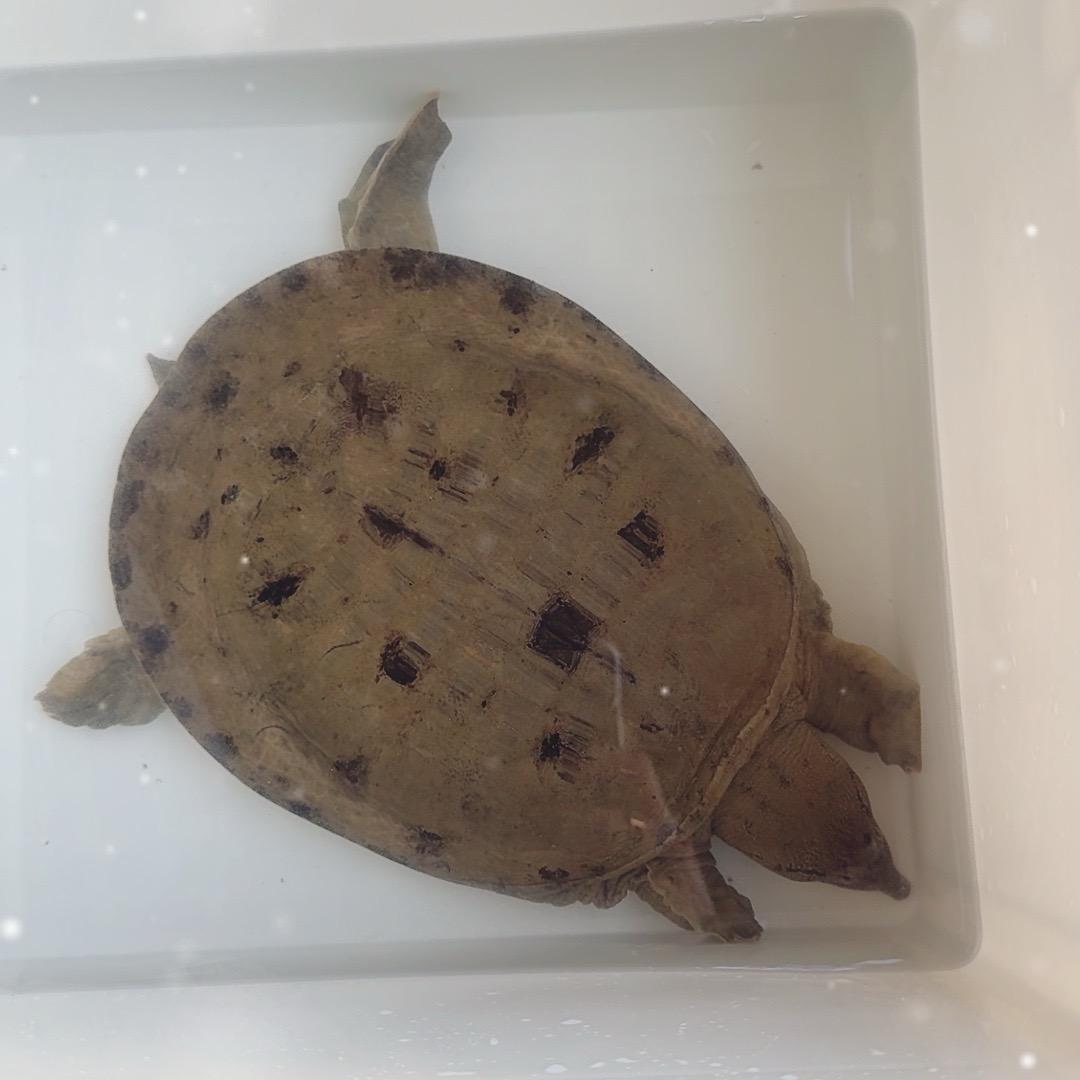 杭州临平张氏水产品店（个体工商户）