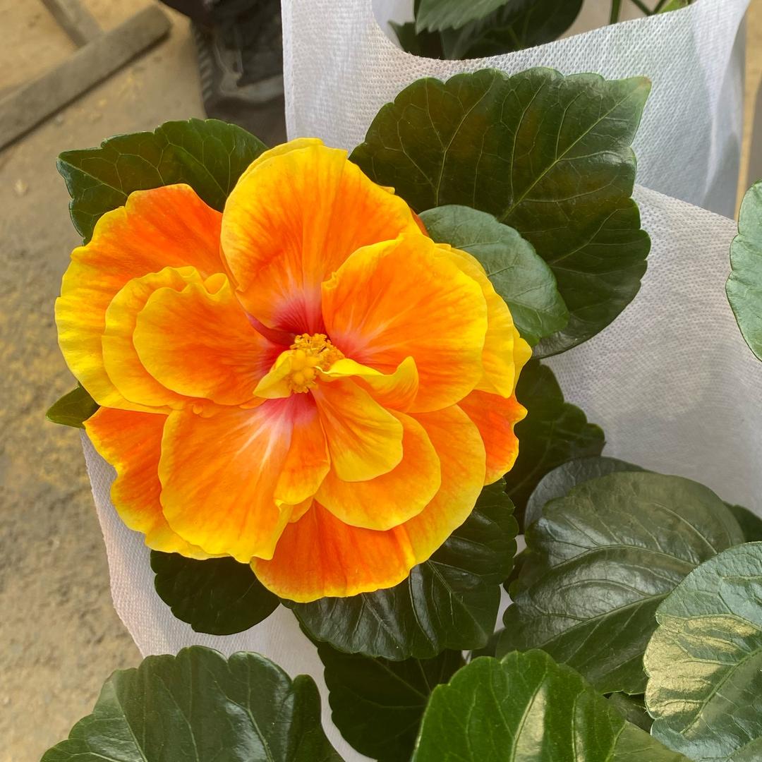 宥优花卉（助农直播）