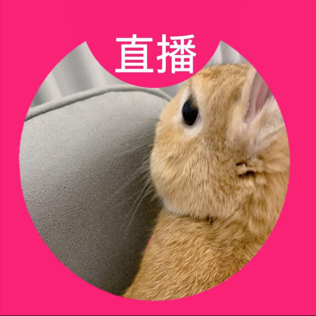 中单黑兔