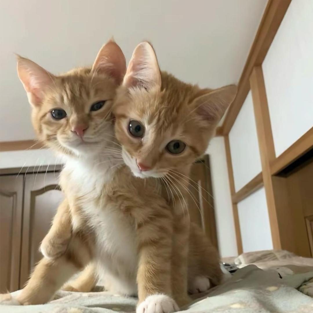 性感大母猴
