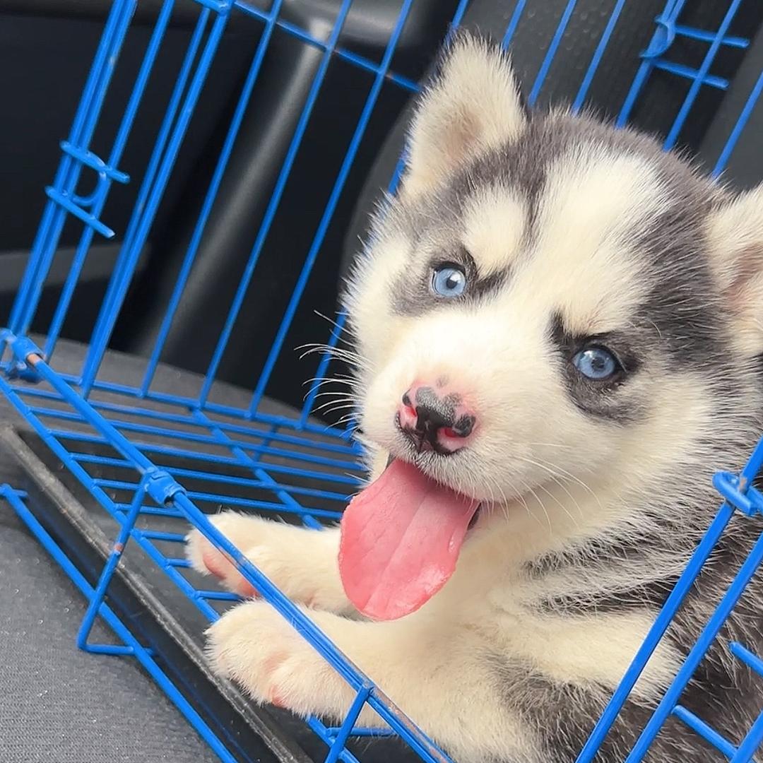 嗷嗷叫的哈士奇🐕