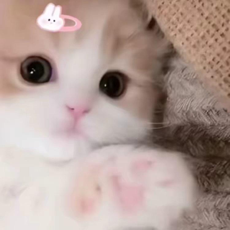 小绮