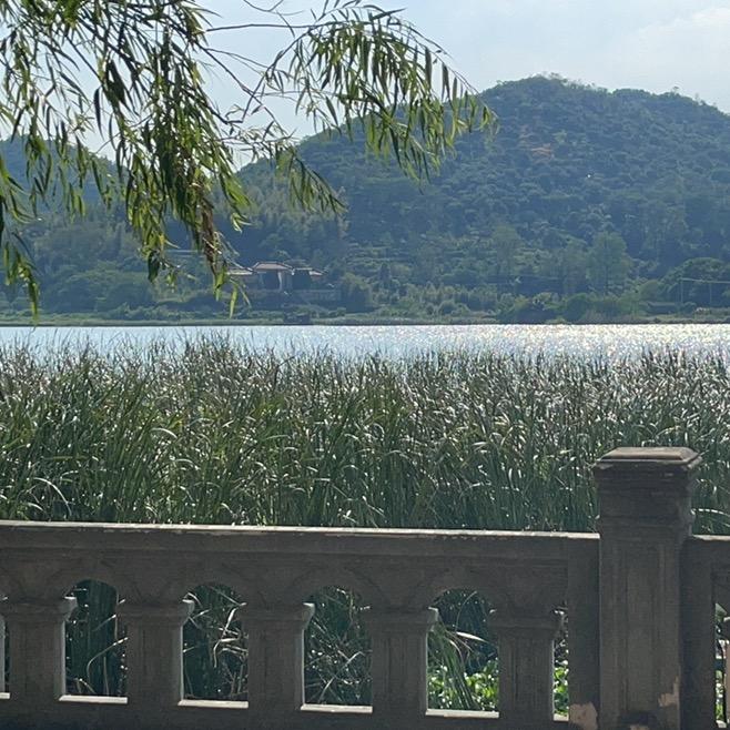 陈🌳