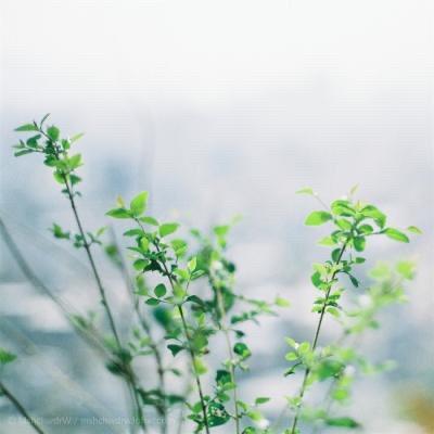 平淡一天（短视频带货）