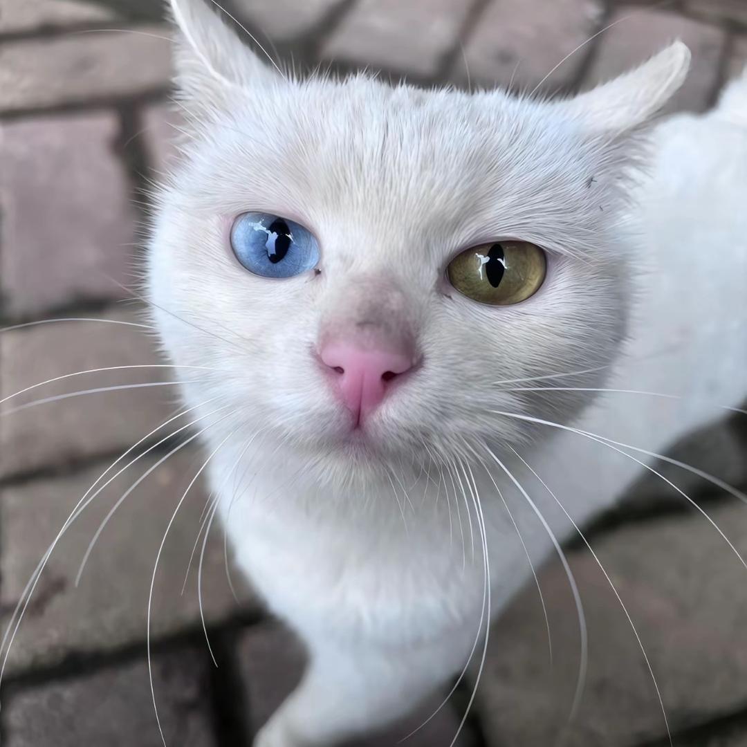 咳咳666