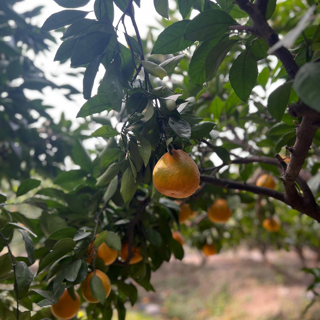 大🍊大利。