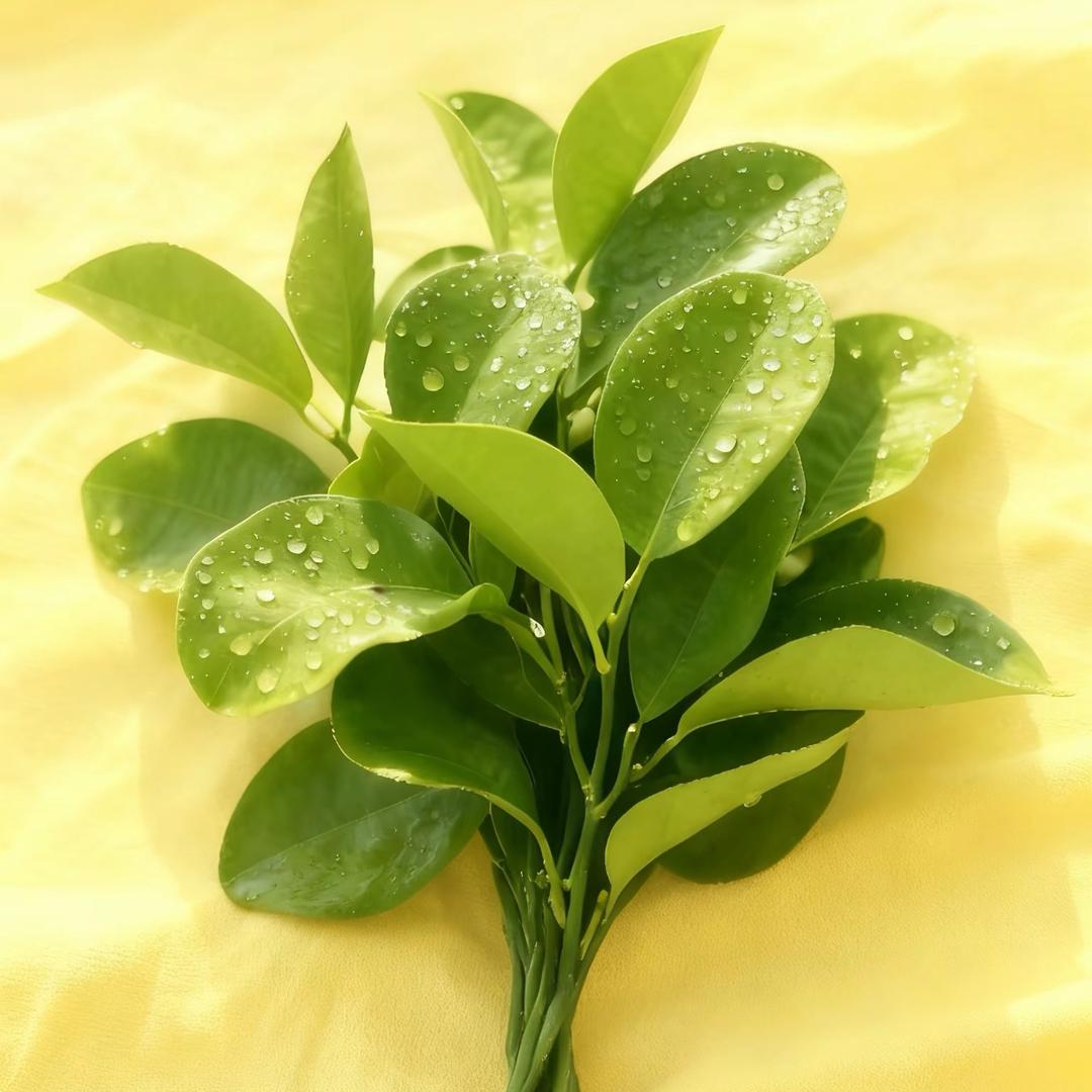 🍀果果发财了