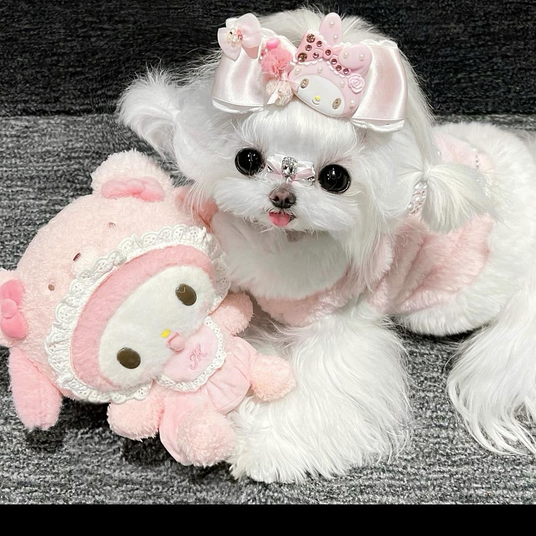 会会（变美版）