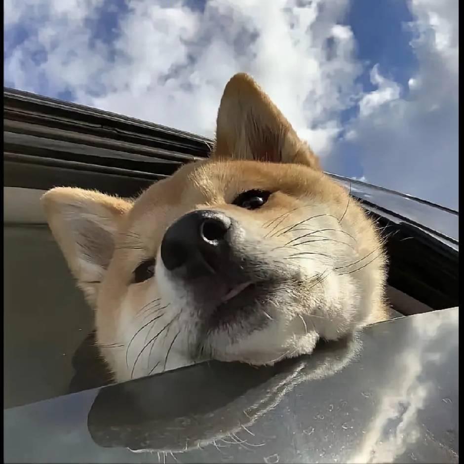 你来告一哈
