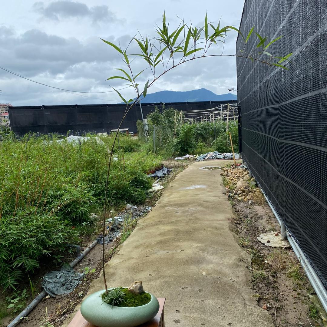 竹兰轩（批发，零售）