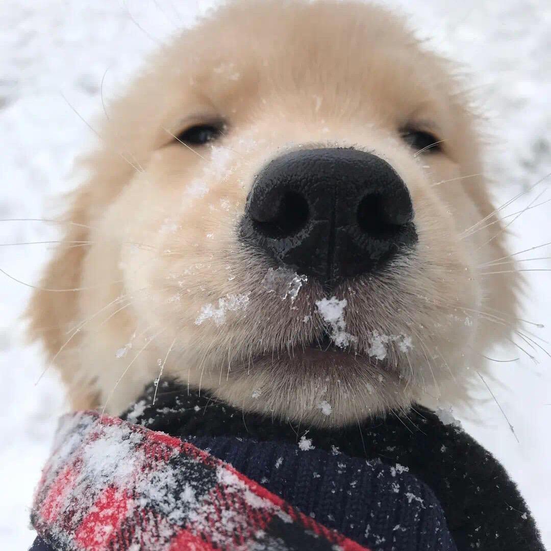 何事秋风悲画扇