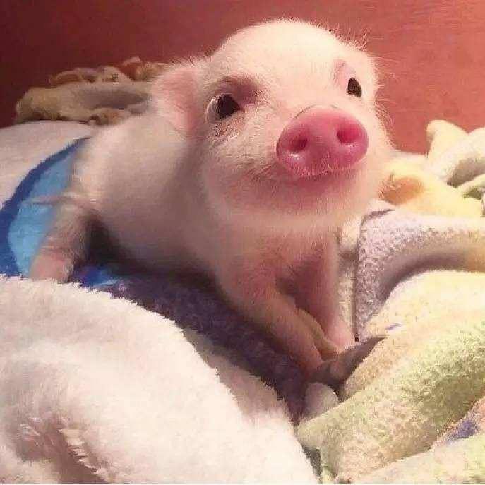 老张的小张（电动车环游中国）