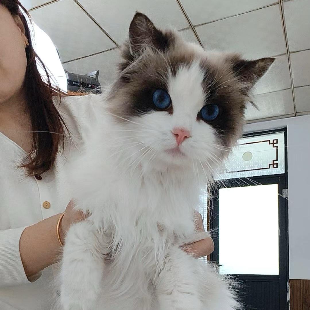 猫总臻选