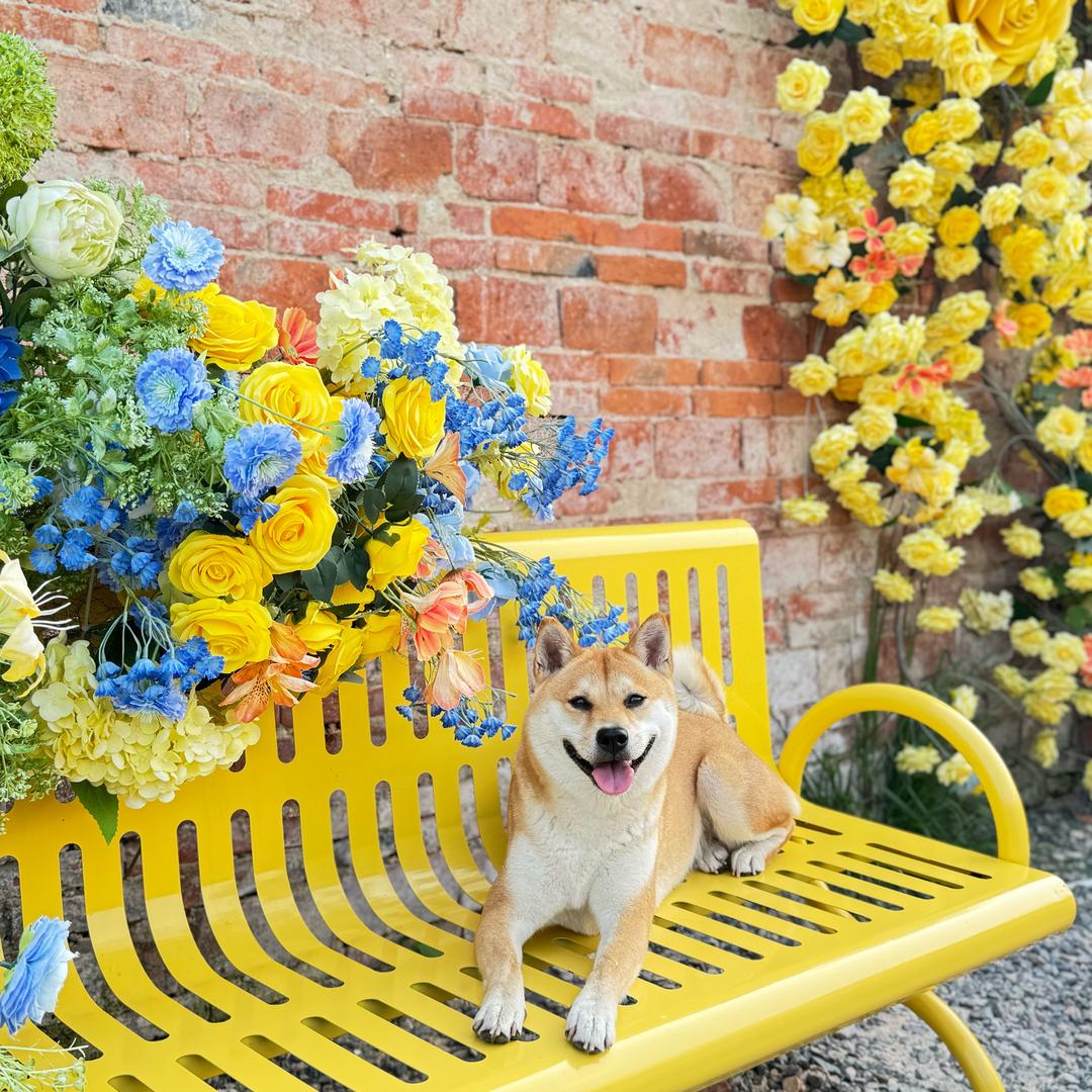 倩倩🎀🍀🌹🌼