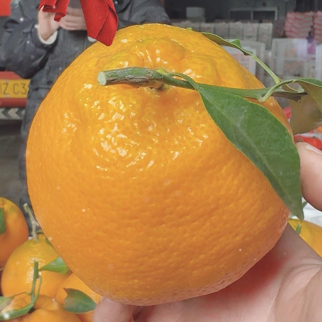 春见耙耙柑好吃