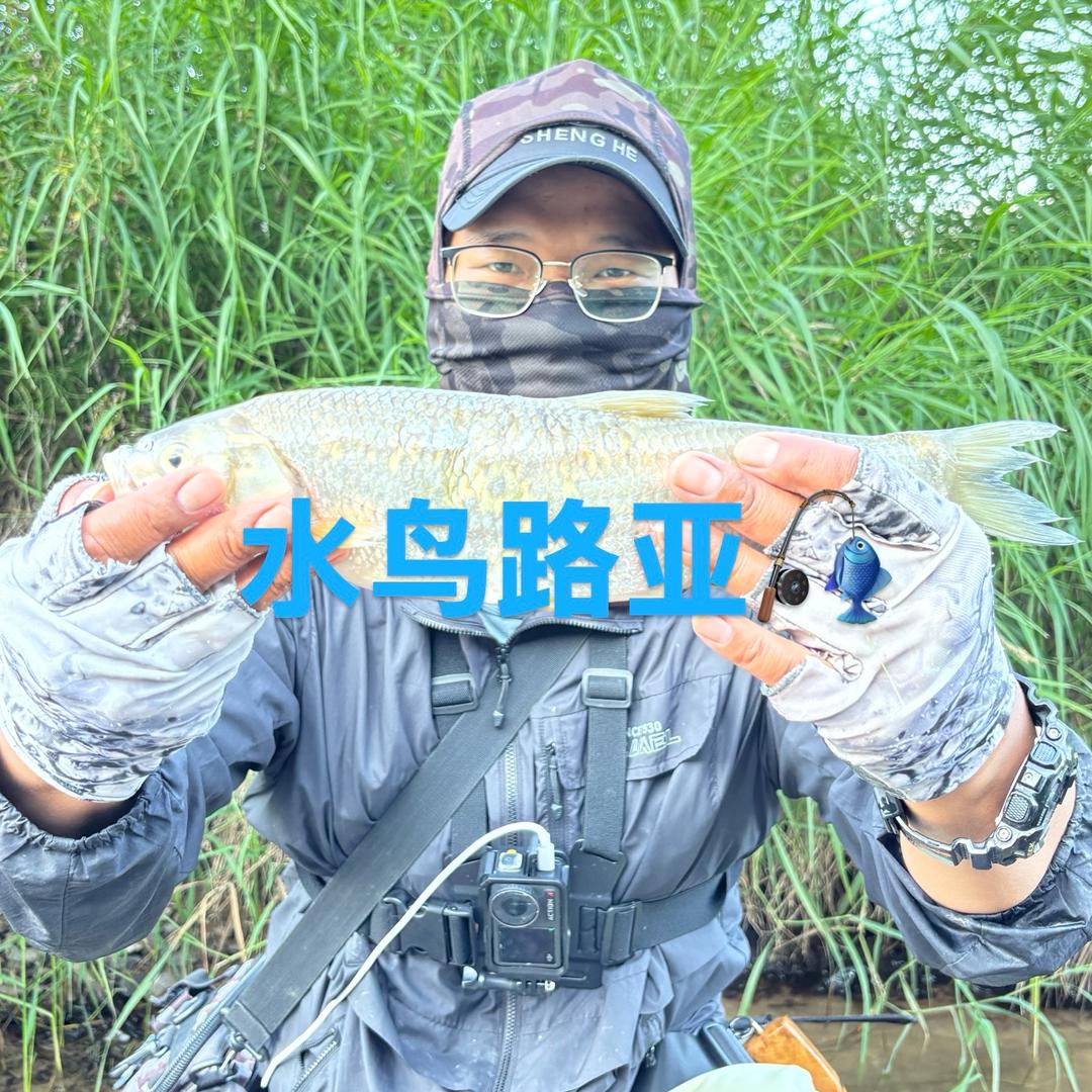 水鸟路亚lure 🎣