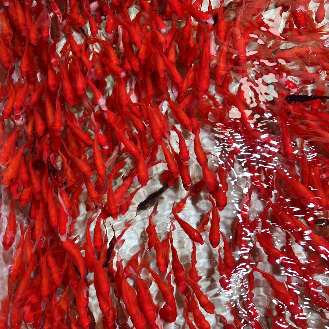 鱼之耀生态水族馆02号