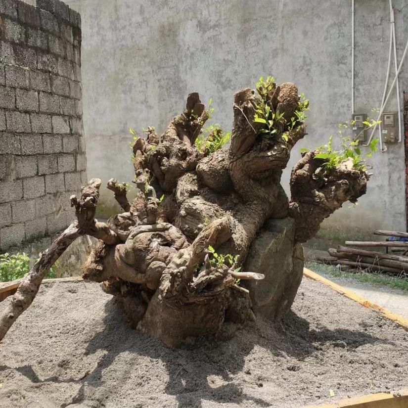 高兴绿植