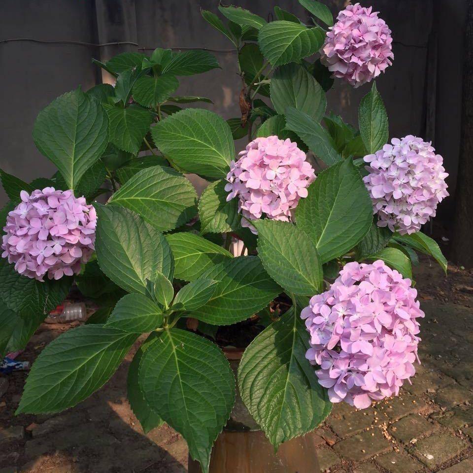 蜜🌺