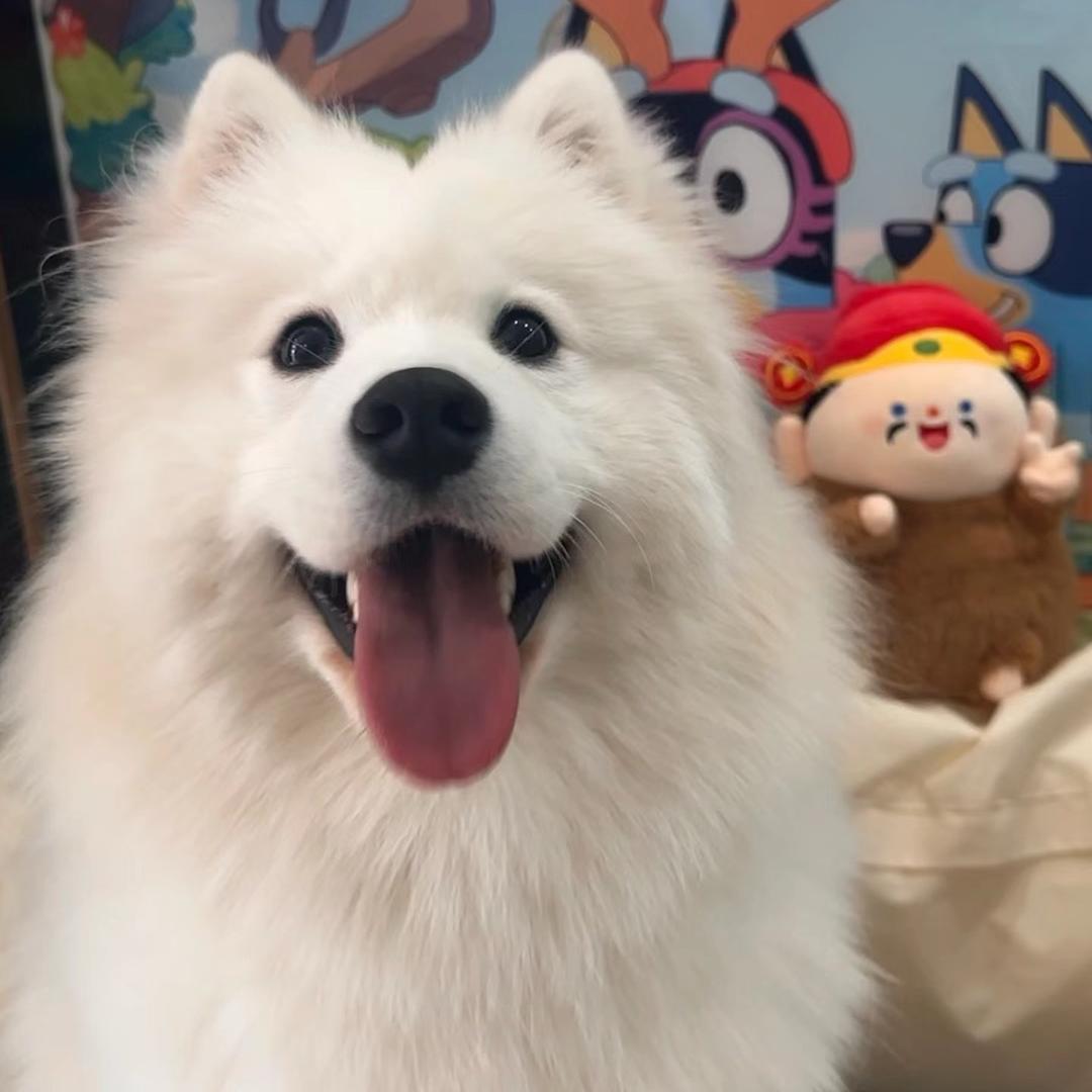 姜汁汉堡