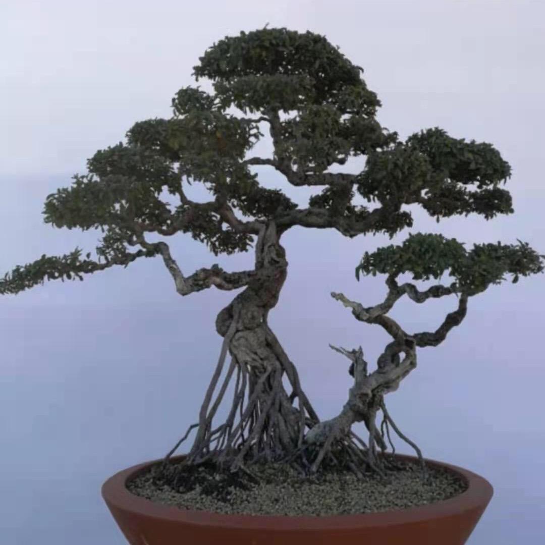 楠木堂