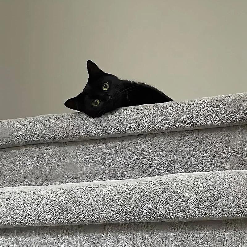 杉