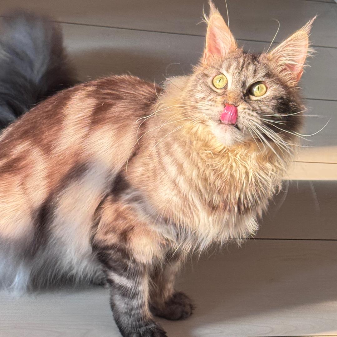 🌈菠萝包