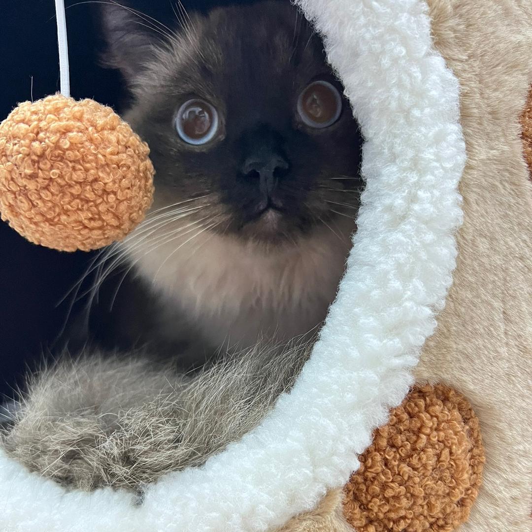 黄油面包超好吃