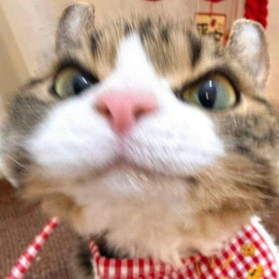 猫猫
