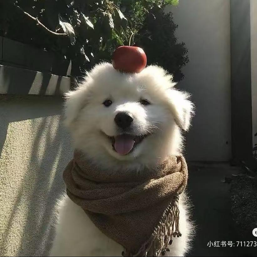 邓待初雪
