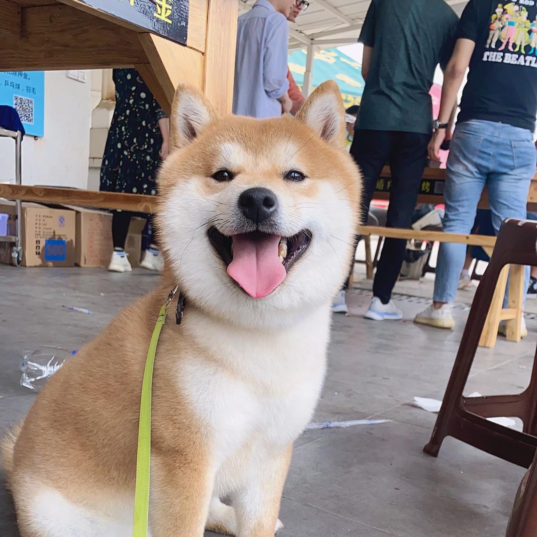 小Q宠物优品