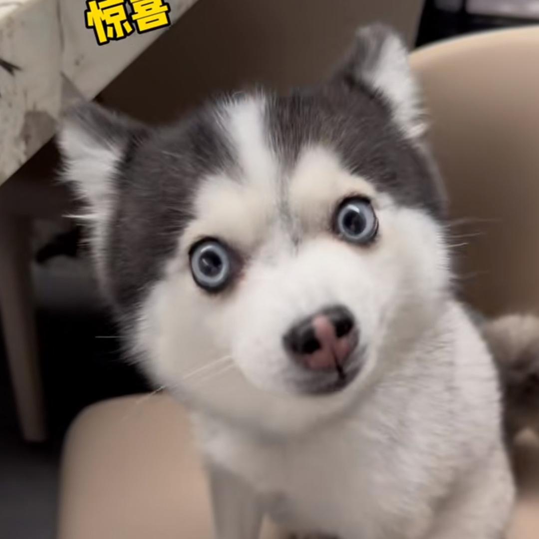 网恋被骗83块钱。