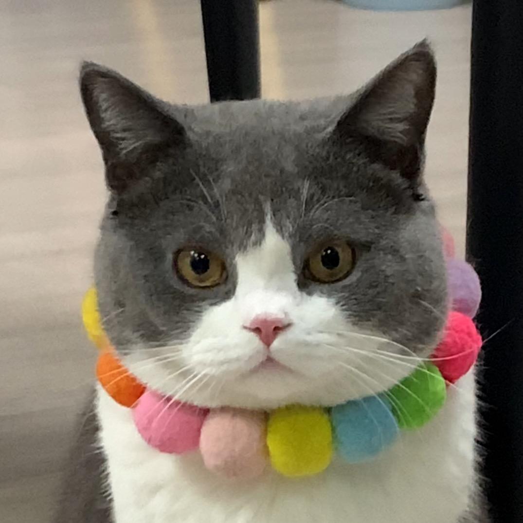 暴暴君🐱的坐班日常