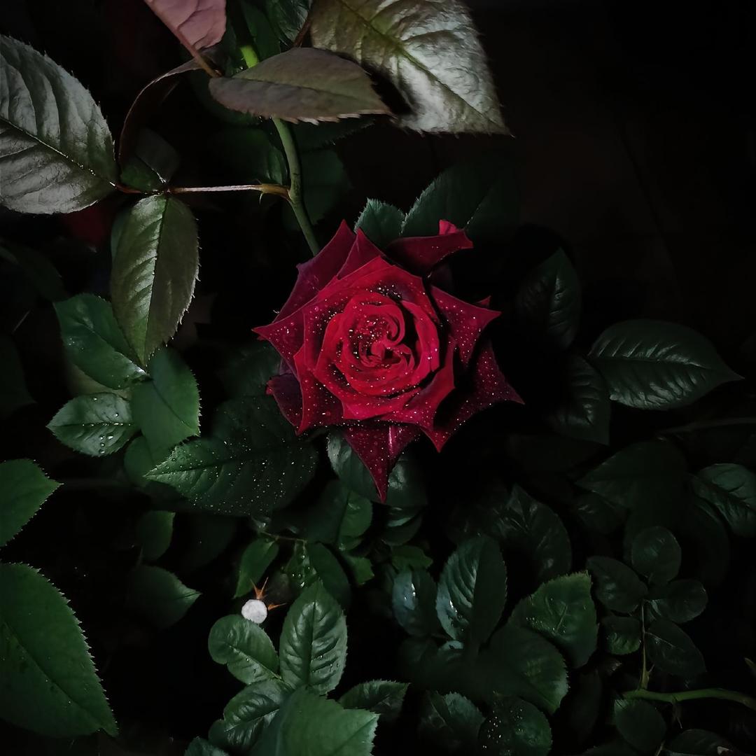 ʕ•̫͡•ʕ•̫͡•ʔ