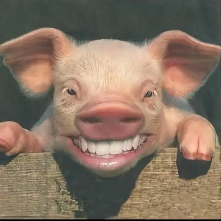 嘻嘻哈哈吉娃娃